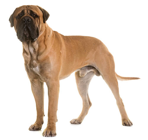 Long haired bullmastiff clearance